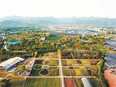 “美麗鄉村”西和村，瑰麗多彩的寶趣玫瑰世界花田。