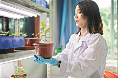 中科院華南植物園實驗室，研究人員手捧培育出的植物。