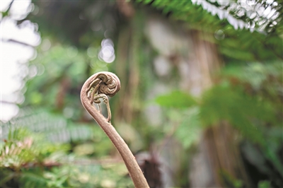 形態婀娜的熱帶植物。