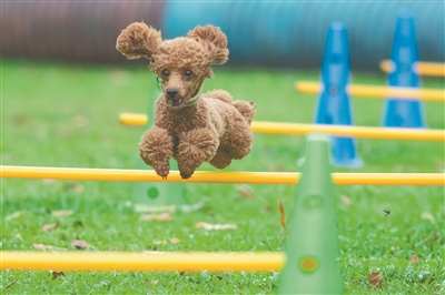 1歲多的泰迪犬“咕咕”已訓練一個多月，主人想讓它在這里多學點好玩的技能，因而“穿越障礙”成了咕咕常規的訓練內容。