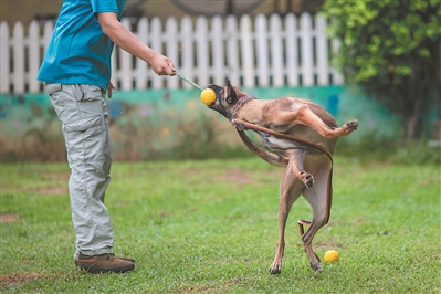 馴犬師與馬犬互動，目的就是跟它建立信任。