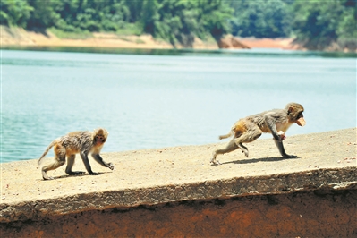 流溪河國家森林公園，猴子追逐覓食