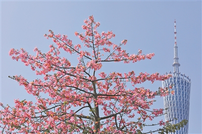 花與廣州塔，成為這座城市的標志性風景。