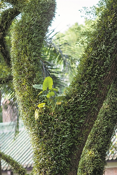 中山大學校園，大樹上爬滿寄生植物。