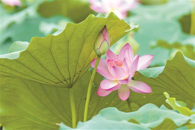 轉(zhuǎn)存圖片