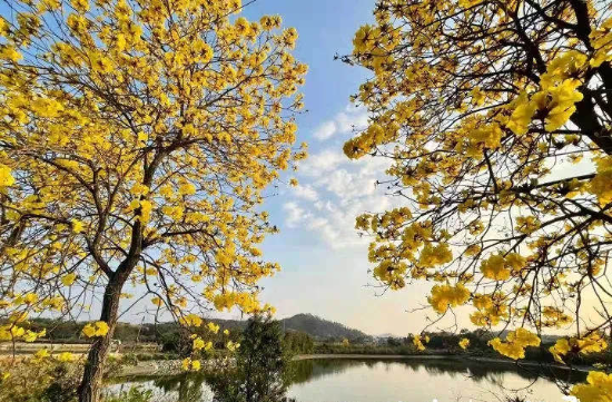 黃花風鈴木