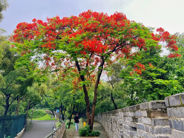 待到鳳凰爛漫時！來越秀公園赴一場鳳凰花之約！
