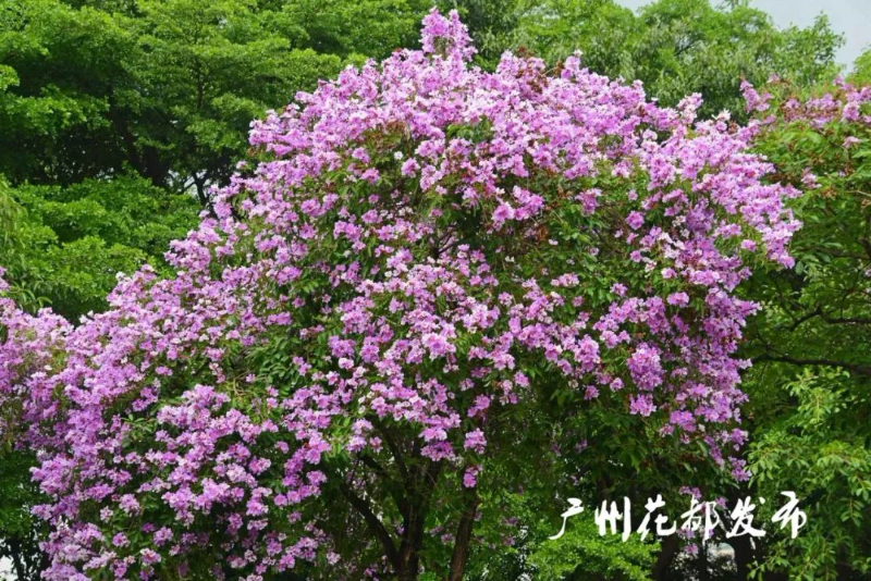 滿街紫薇綻放，花都浪漫等你！