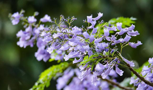 藍花楹
