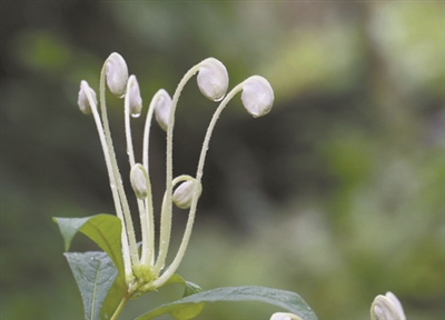 講好中國植物故事 彰顯生物多樣性魅力1.jpg