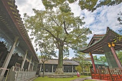 千年古廟百年木 無(wú)言守望海絲路