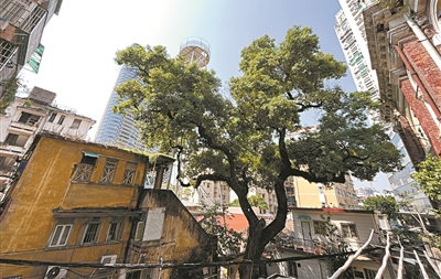 昔日地標(biāo)傍珠江 百年波樓隱古樟