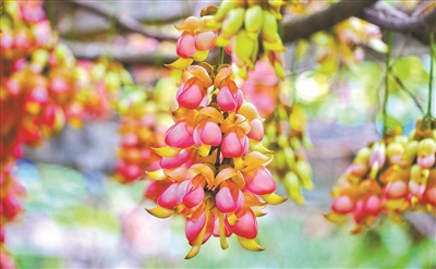 仰“脖頸”，展“雙翅”，翹“尾巴”——在華南植物園，千萬朵多種色彩的禾雀花正在步入盛花期。