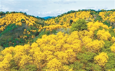  在廣州北部的從化呂田山區，青山綠水之間又新添了艷麗色彩。黃花風鈴木正值繁花期，團團簇簇的黃花給青山綠樹披上了黃金甲，遠看猶如大地流金。