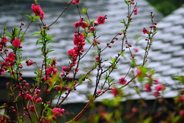 羊城春來早，云山桃花開