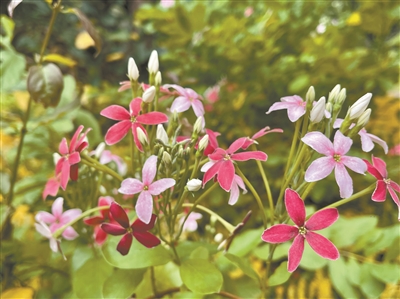 五月羊城街頭上 使君子花始盛開(kāi)