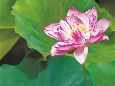 逛蓮花山賞驚鴻 游荔灣湖品荷香