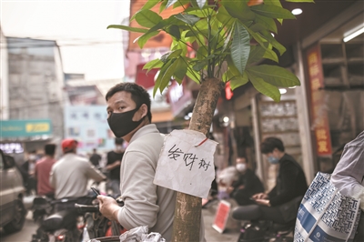 一位男子走在康樂村，身上背著一株盆栽，上面寫著“發財樹”。