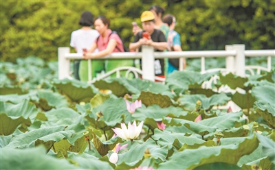 夏日賞荷