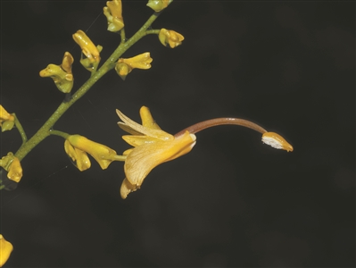 蝎尾蕉、舞花姜、大莪術(shù)——夏日植物園最佳打卡點！