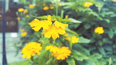鳥尾花夏日盛放 花瓣宛如鳥兒微張上翹的尾翼