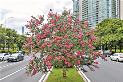 盛夏綠遮眼 此花滿堂紅——它是“獨占芳菲”的小葉紫薇