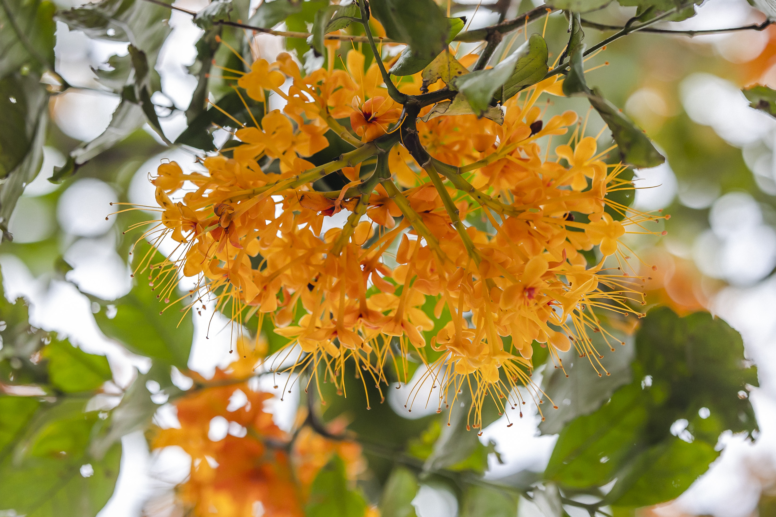 千年花城 每月一花 | 四月無(wú)憂無(wú)慮無(wú)憂花