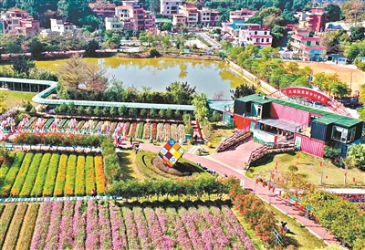 增城區大埔圍村：產業帶動鄉村振興 創建最紅最美鄉村