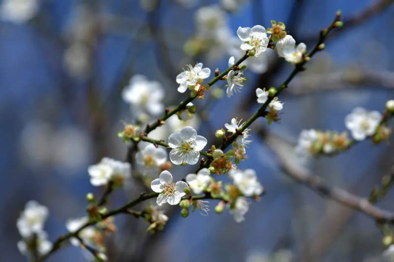 千年花城 每月一花丨得春獨(dú)早，“梅”景醉人