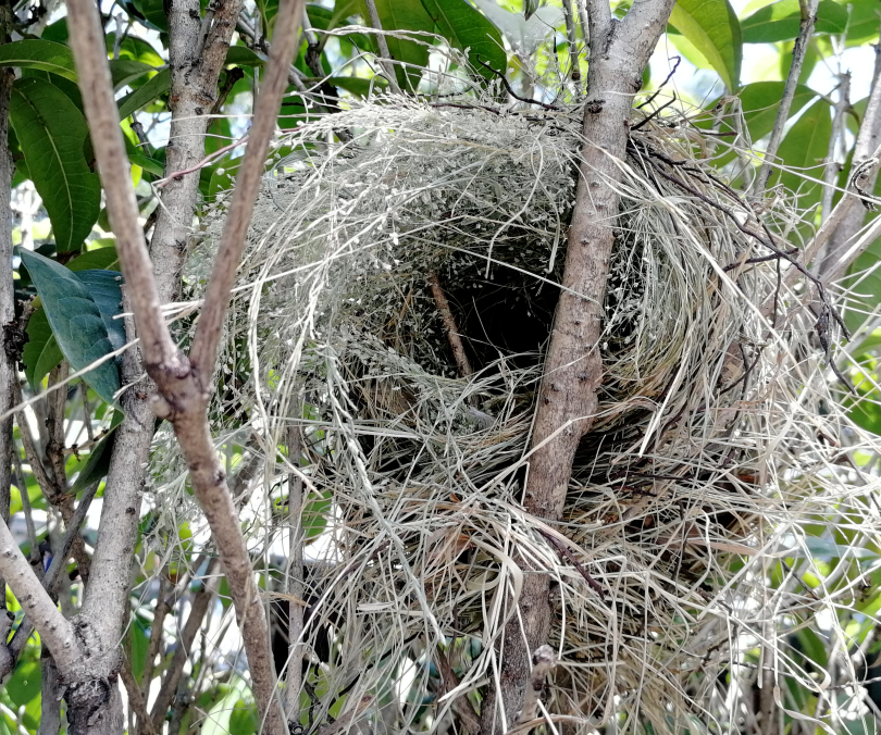“靈鳥”降臨，守護(hù)萬物和諧共生的美麗家園