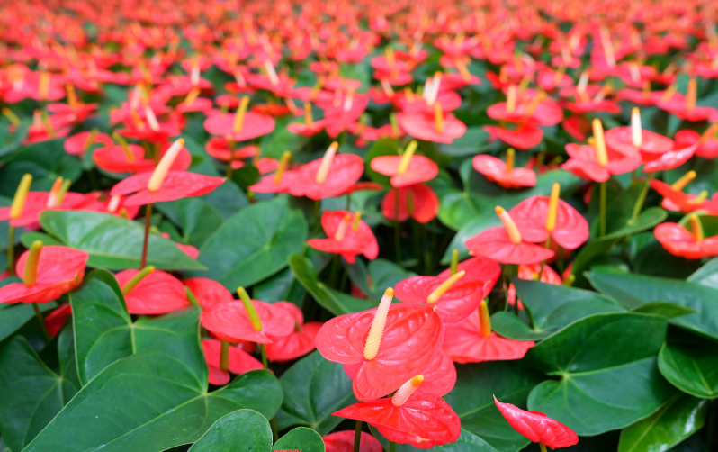 成為年輕人“夢(mèng)中情花”，廣州紅掌走了二十年
