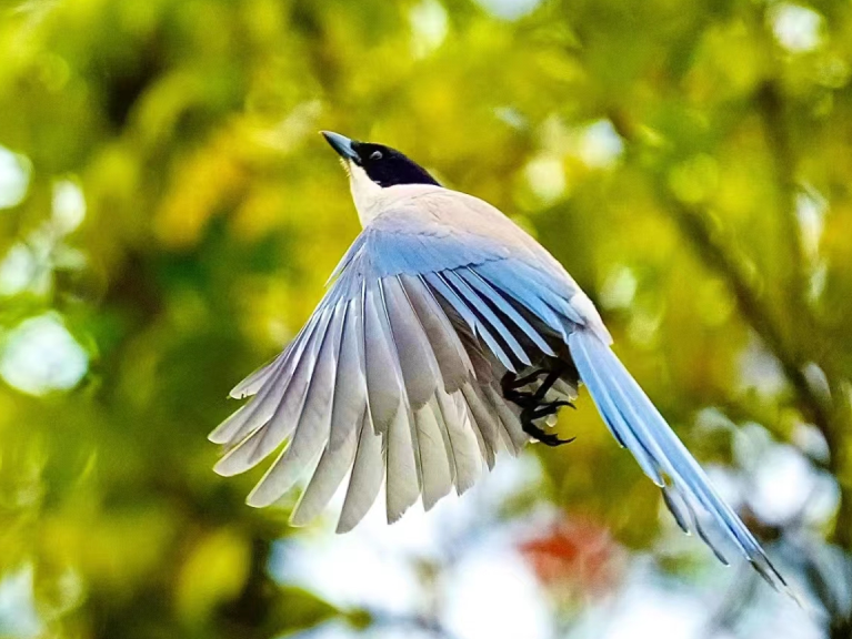 “愛(ài)鳥(niǎo)周”是怎么一回事