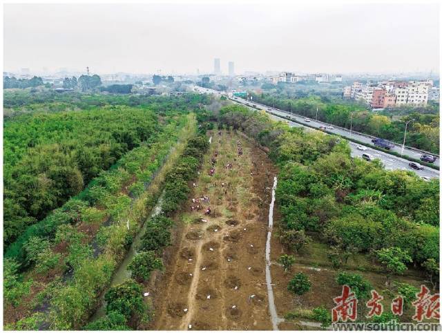 3月9日上午，在廣州海珠國家濕地公園二期，市民分工協(xié)作將樹苗種下。
