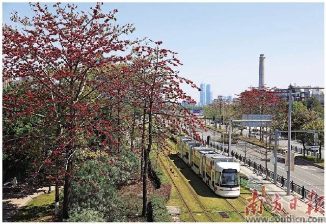 廣州今年以來義務植樹7.3萬余株，掀起全民植綠熱潮