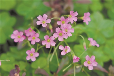 華南國家植物園里的酢漿草、鬼針草、鵝腸菜全開花啦……