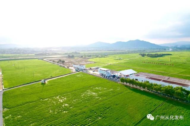 廣州從化：創建鄉村振興示范帶，推動成為展示鄉村振興成果示范“窗口”