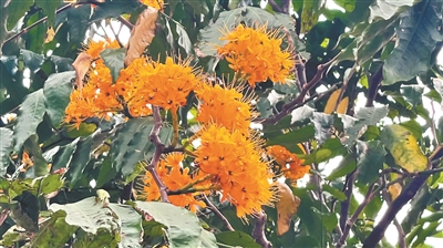 中國無憂花
