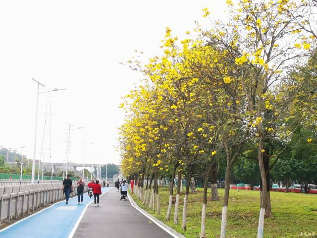 走碧道，賞春光！番禺這條碧道成市民休閑好去處