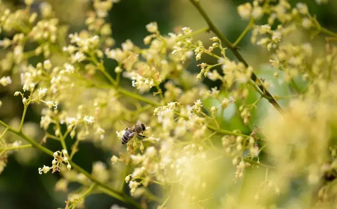 廣州從化：荔枝花盛開，養蜂人追花逐蜜忙