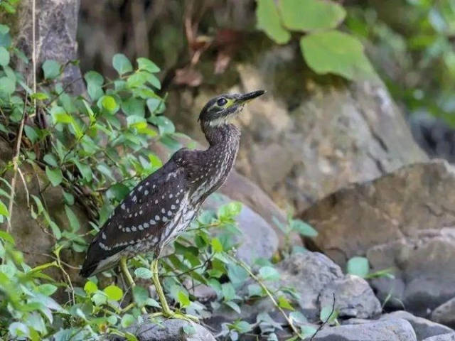 比大熊貓還稀有，“世界上最神秘的鳥”海南鳽神秘在哪里？
