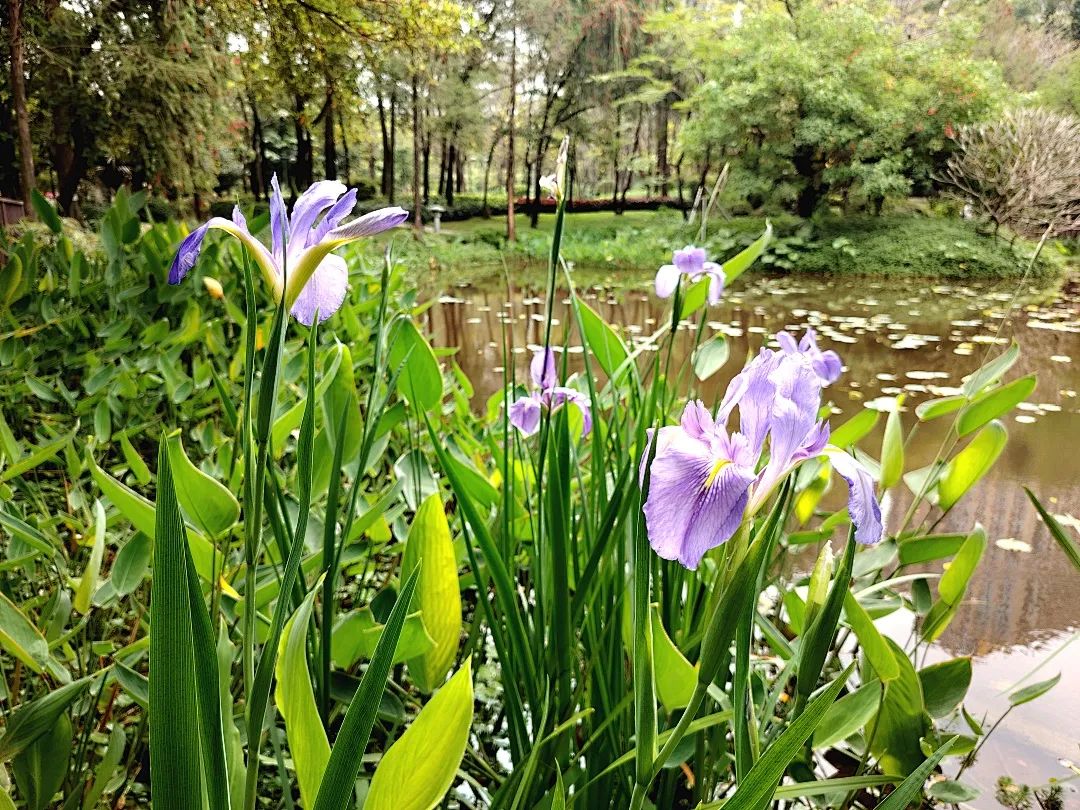 珠江公園：城市生態濕地 夏日美景即將回歸