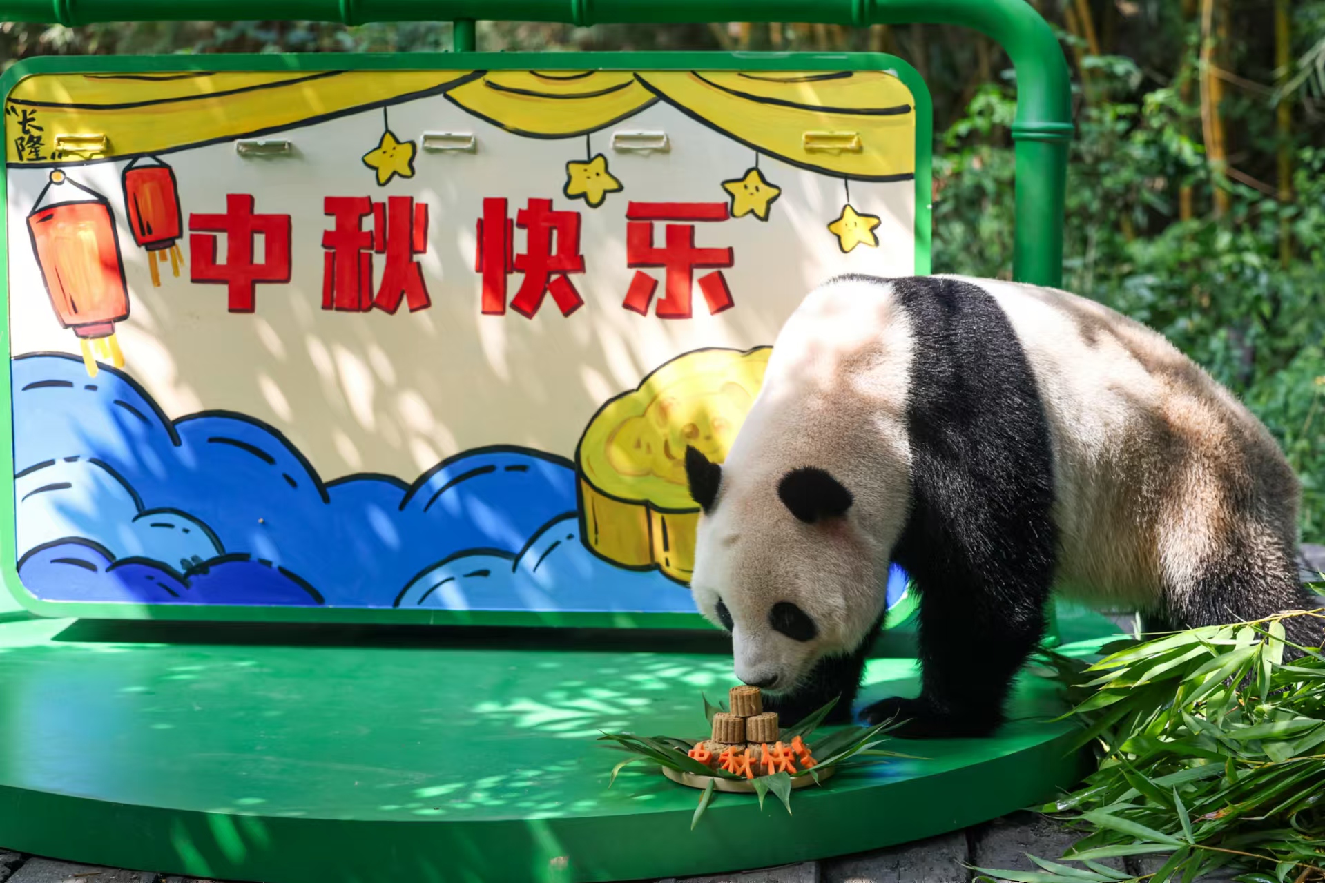 長隆野生動物世界大熊貓過中秋.jpg