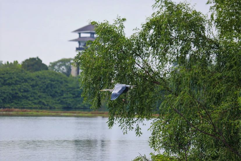 觀鳥、攝影、科普講座……首屆綠色灣區國際觀鳥節在南沙開幕