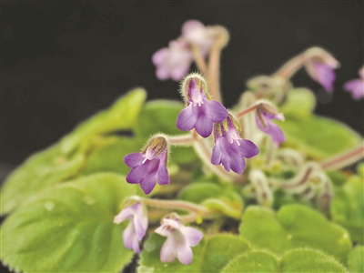 花非花？蝶非蝶？植物界有自己的“角色扮演”