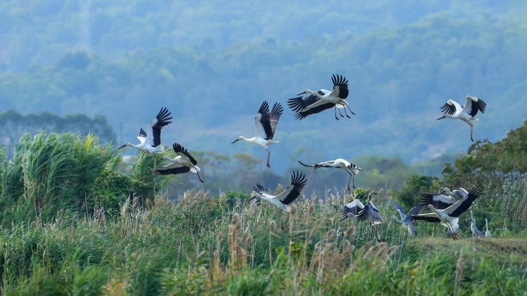 “鳥潮”來襲！廣東沿海濕地迎來候鳥遷徙盛景
