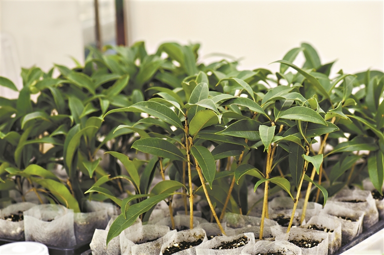 珍稀物種毛柄木樨蛇年新春在華南國家植物園與公眾見面
