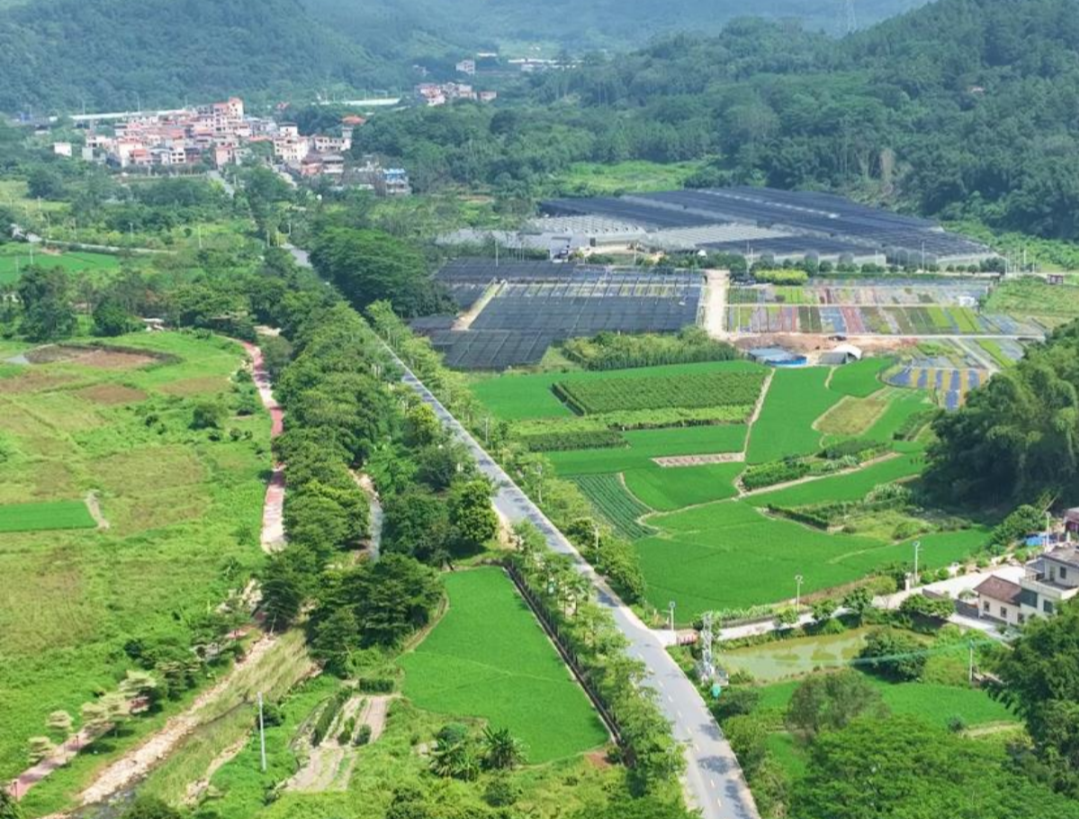 廣州將打造2500公里鄉村風景道 重塑鄉村價值