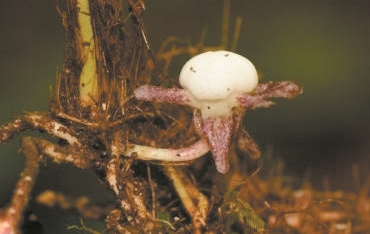 發現36個植物新種 中國科學院華南植物園2024年植物分類成果公布