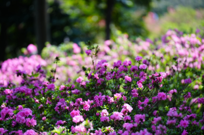 春醒嶺南！華南國家植物園迎來年度“花朝盛典”