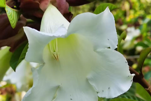 潔白如雪，如約盛開！華南國家植物園清明花盛放引游人駐足